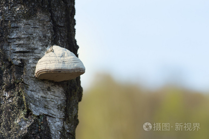 着色剂真菌树