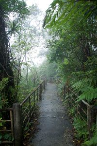 自然走在雨林和云量