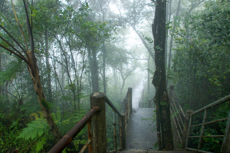 自然走在雨林和云量