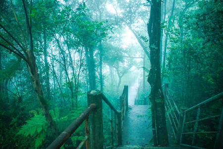 自然走在雨林和云量