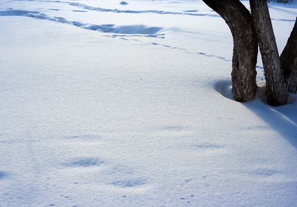 树干和雪表面的纹理或图案，有光和阴影，因为它是可见的明亮的冬季晴天。 可用作背景背景或壁纸。