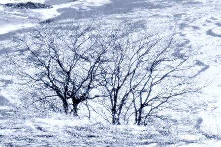 季节性自然冬季形象山上景观与树木黑暗的轮廓在雪山下降坡场与一个图案的光和阴影。 可用作明信片背景或壁纸。