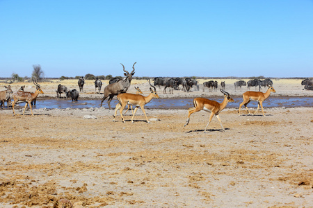 Implalas 捻角羚的和蓝色的牛羚在水坑