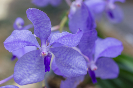 在野生自然的紫色花