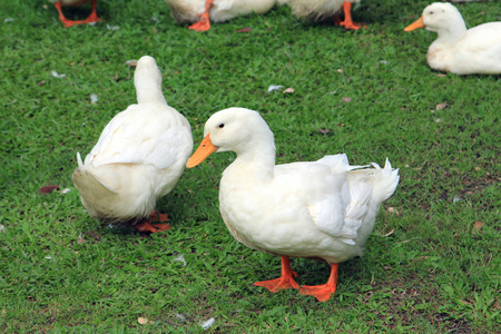 白鸭在草丛中照片