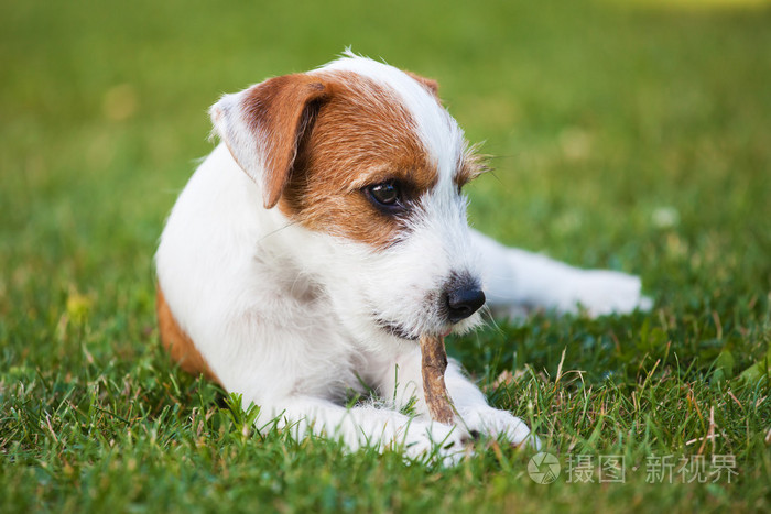 可爱的牧师罗素梗犬小狗啃着一条狗对待