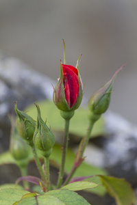 花园里的玫瑰花蕾