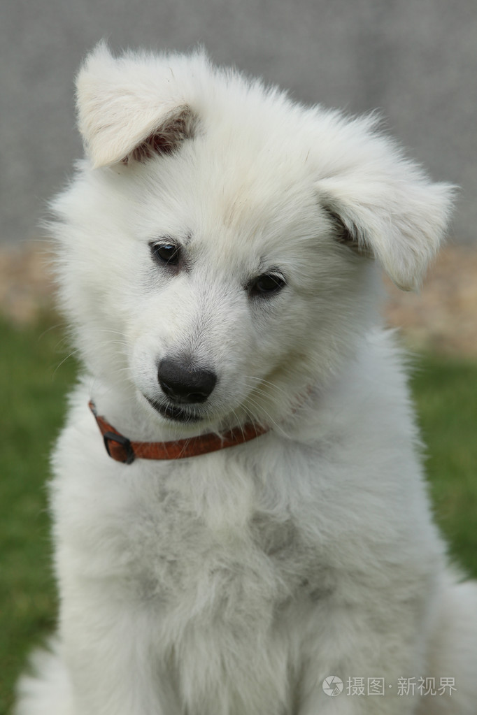 美丽的白色瑞士牧羊犬的小狗