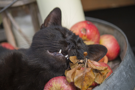 老桶上的黑猫