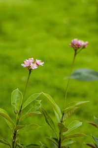 粉红宽花