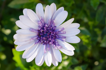 Osteospermum 非洲雏菊