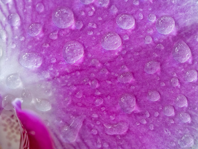 小水滴附着在蝴蝶兰花
