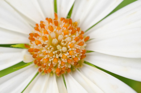 白色 Osteospermum 非洲雏菊