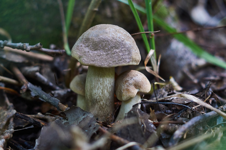 牛肝菌食用菌