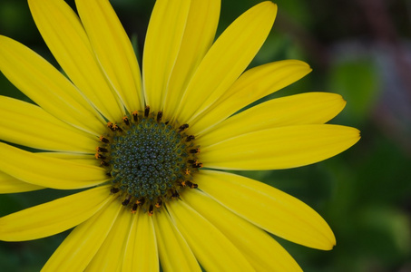 Osteospermum 非洲雏菊