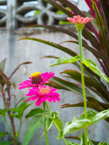 花粉红色紫色的房子图片