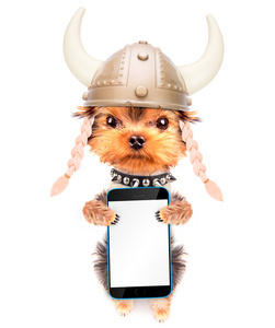 狗打扮成海盗与电话图片