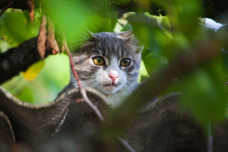 美丽的灰色猫从树上爬下来