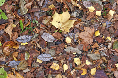 秋天森林中的一条小路上的秋叶