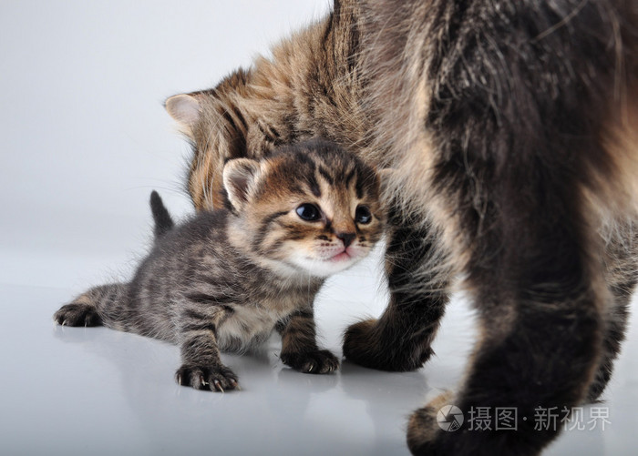 可爱刚出生的小猫和妈妈一起