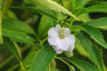 凤仙花黑种草子植物