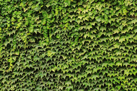 绿色的树叶墙