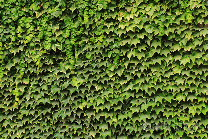 绿色的树叶墙