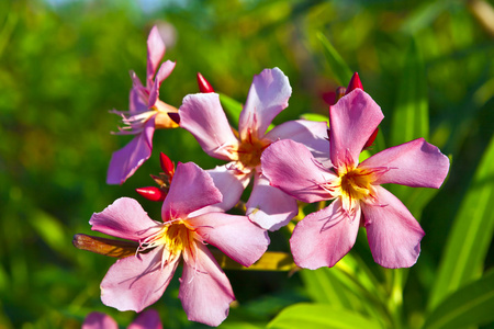 夹竹桃花