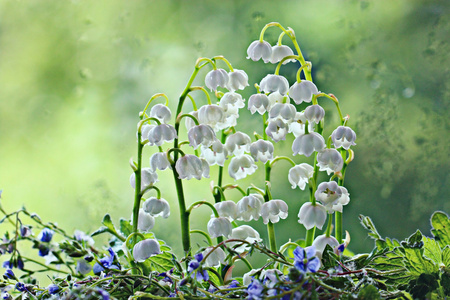 山谷的百合花