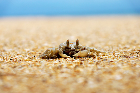 螃蟹在海滩上图片