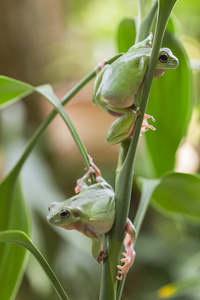 澳大利亚绿色树蛙