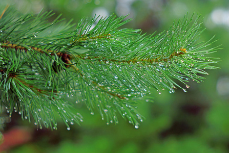 根松枝，在雨中的滴特写