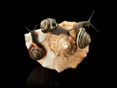 三个蜗牛和海轻舟图片
