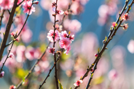 粉红的桃花