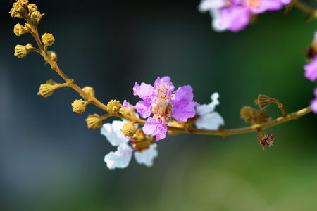 紫罗兰色的皇后紫薇花。Lagerstroem ia 规范