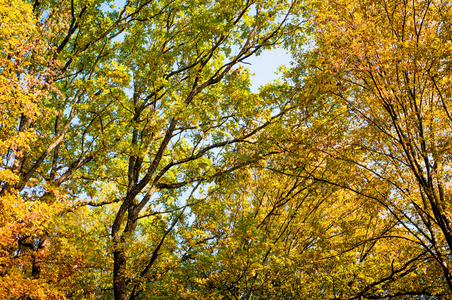 森林树木在秋天的背景图片