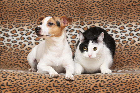 好狗与猫在一起的毯子上