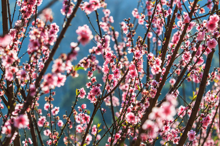 粉红的桃花