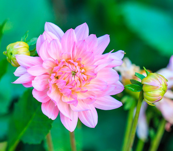 多彩大丽花花