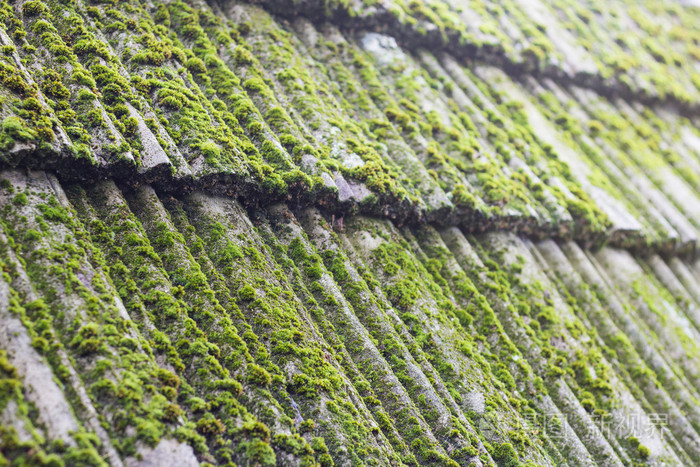 绿色的青苔
