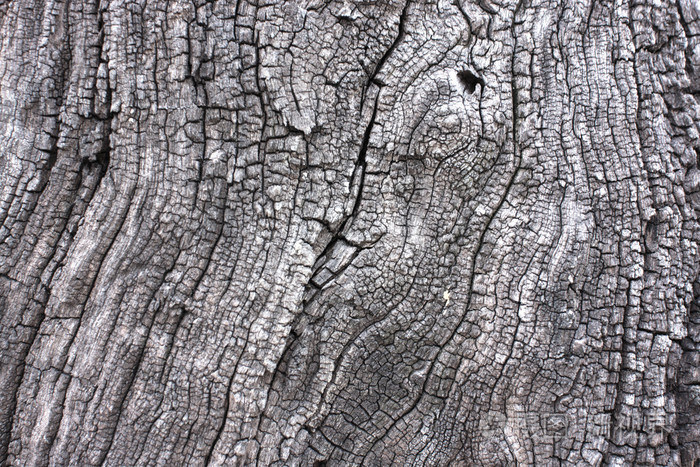 树树皮纹理