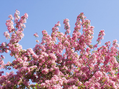 日本粉红色的樱桃树