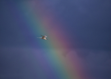 普通燕鸥在彩虹