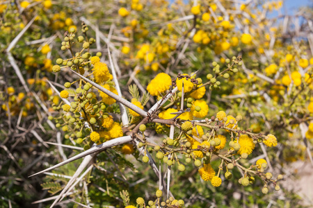 植物区系的 souss 马萨国家公园