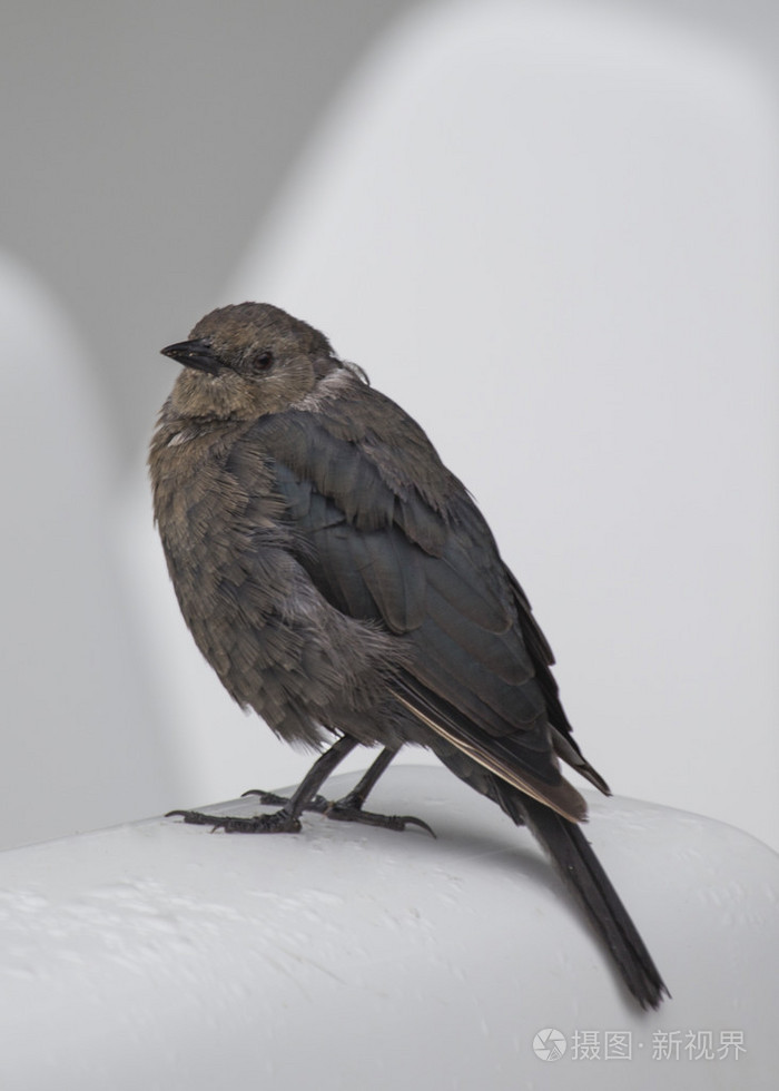 布鲁尔的画眉鸟