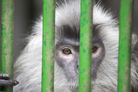 镀银的叶猴图片