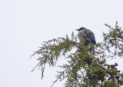 西方 Scrubjay