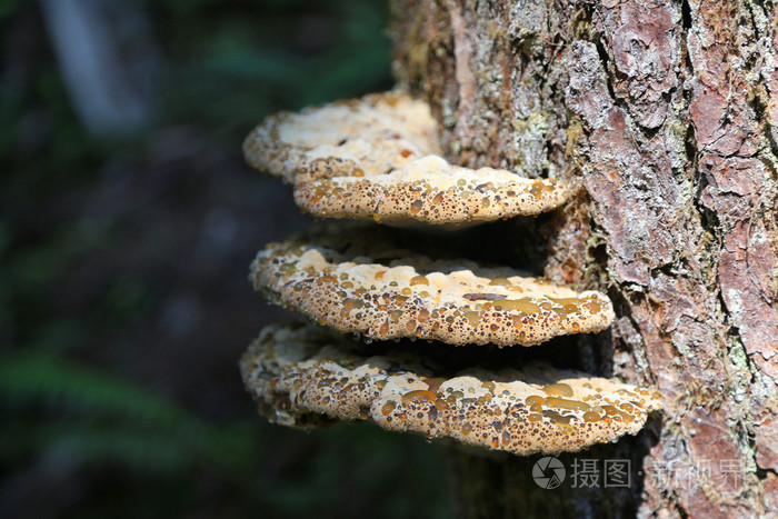 阔叶树蘑菇