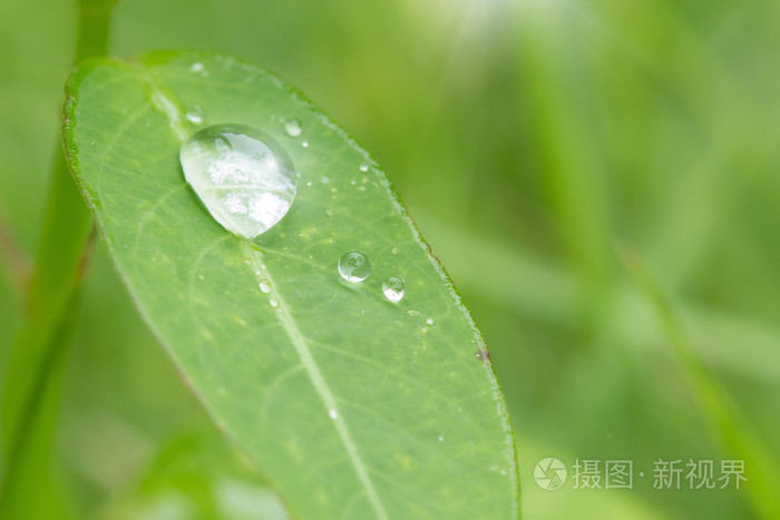 布雷水滴在叶子上