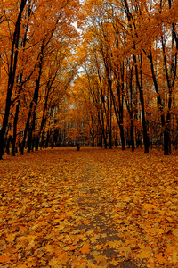 明亮的颜色秋天的树木。秋季景观
